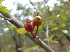 Crataegus rosei