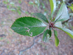 Crataegus rosei