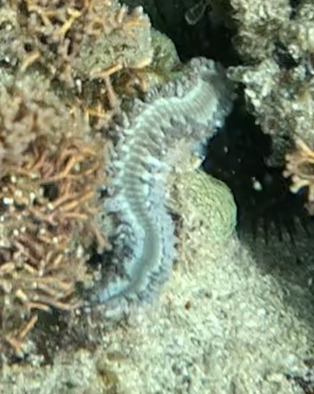 Hermodice carunculata (Pallas, 1766)