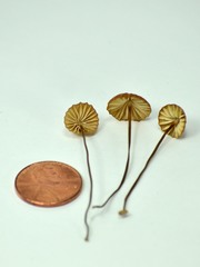 Marasmius coniatus