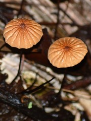 Marasmius coniatus