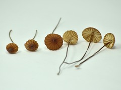 Marasmius coniatus
