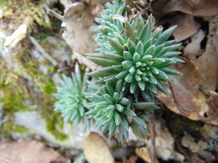 Villadia aristata