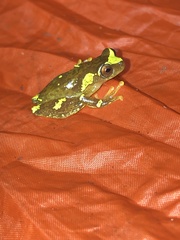 Dendropsophus sarayacuensis