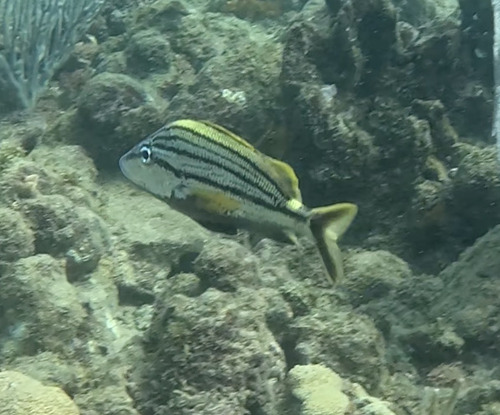 Fus stick grunt (Haemulon macrostomum) — Haemulidae