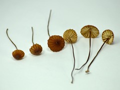 Marasmius coniatus