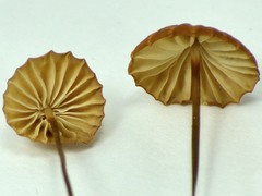 Marasmius coniatus