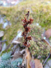 Villadia aristata
