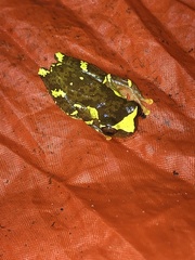 Dendropsophus sarayacuensis