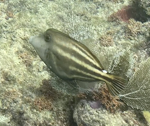 Cuckold (Cantherhines pullus) — Monacanthidae
