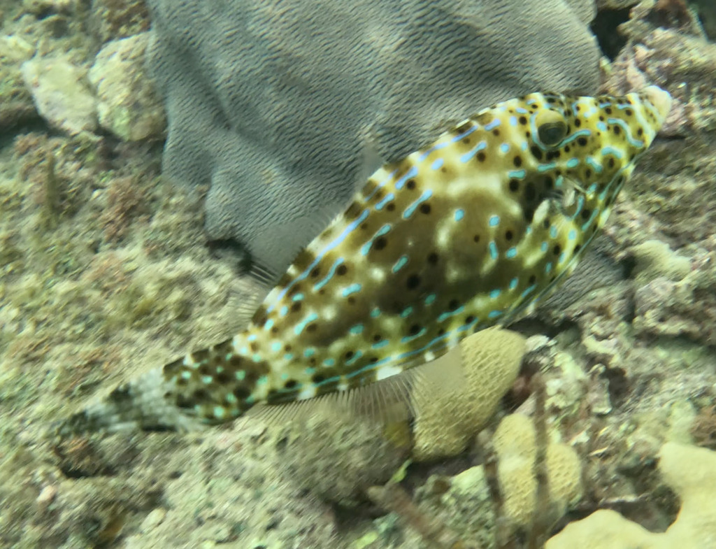 Photo of Scrawled filefish (Aluterus scriptus)