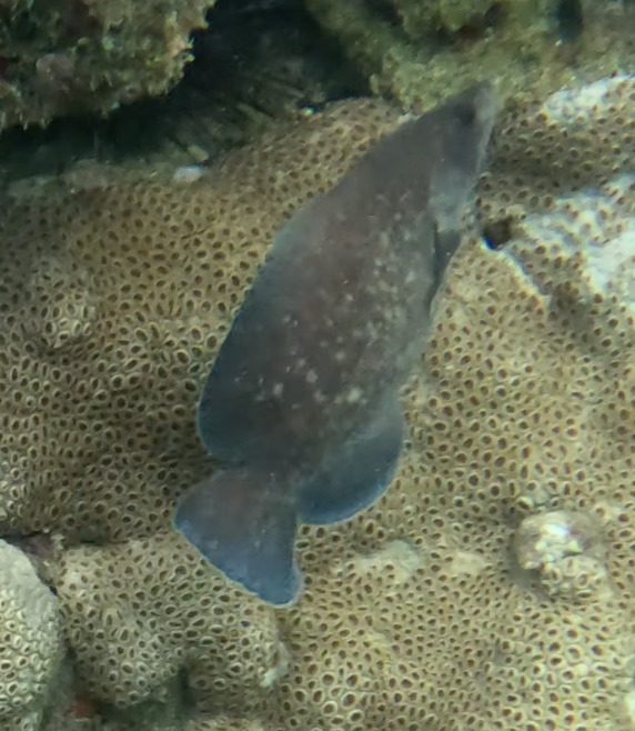 Greater soapfish (Rypticus saponaceus) — Serranidae
