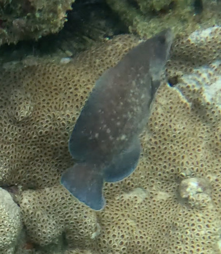 Greater soapfish (Rypticus saponaceus) — Serranidae