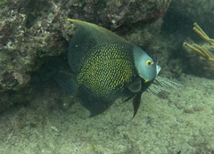 French angelfish