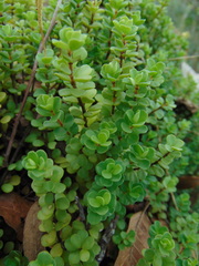 Peperomia berlandieri