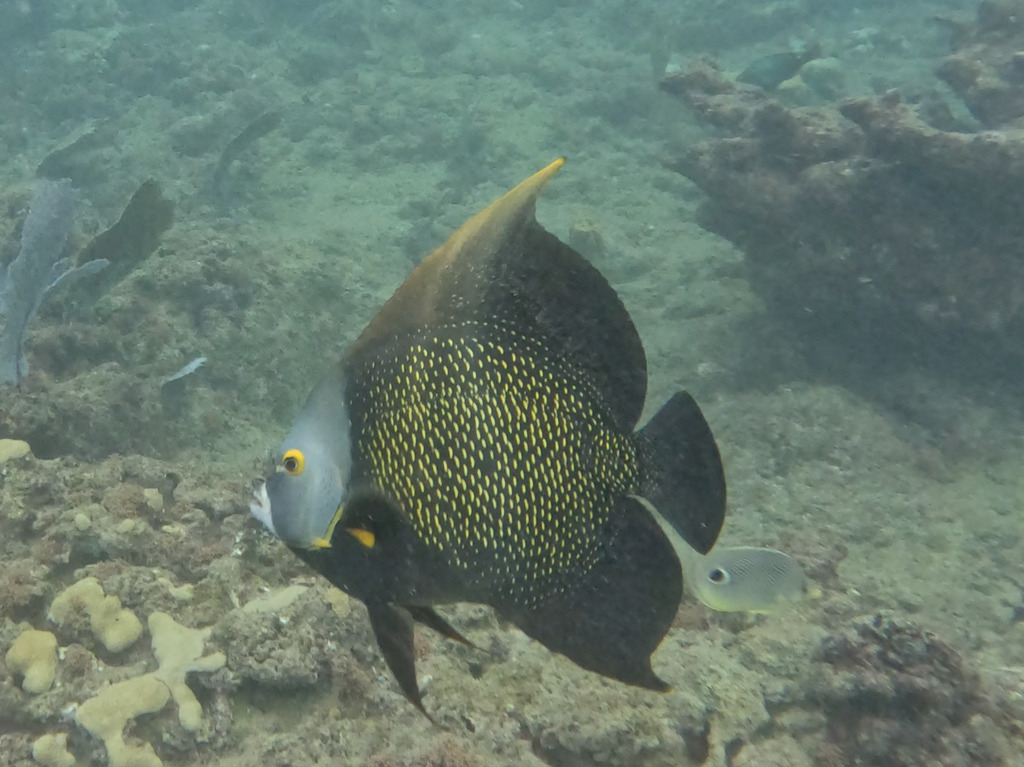 Photo of French angelfish (Pomacanthus paru)