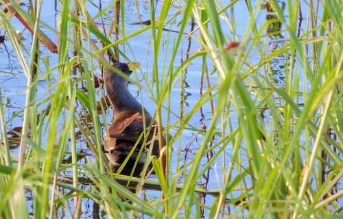 Gallineta chica (Paragallinula angulata)