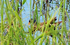 Paragallinula angulata