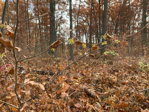 iNaturalist observation photo of american witch-hazel