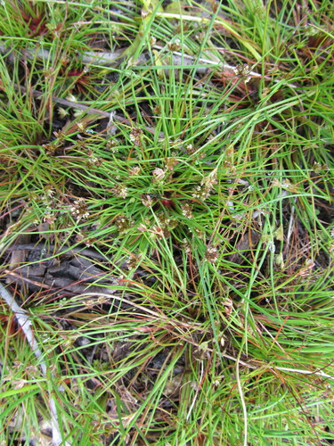 Bulbous rush (Juncus bulbosus)