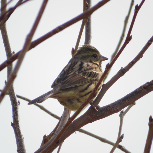 Masked Bunting (Emberiza personata), photo 8