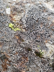 Lecidella carpathica