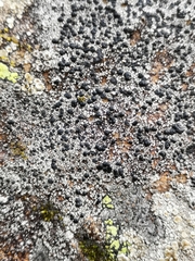 Lecidella carpathica