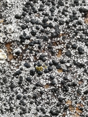 Lecidella carpathica