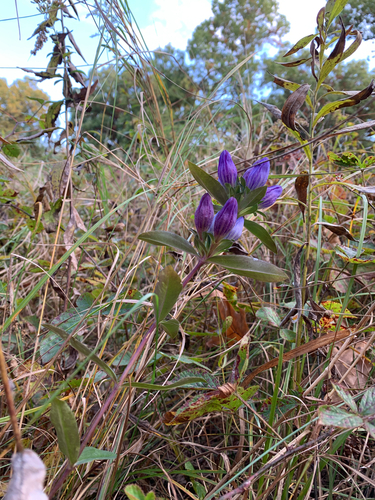 iNaturalist observation photo of Soapwort Gentian