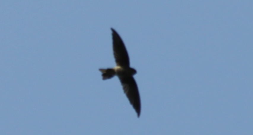 Edible-nest Swiftlet (Aerodramus fuciphagus), photo 1
