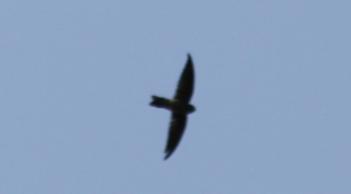 Edible-nest Swiftlet (Aerodramus fuciphagus), photo 2