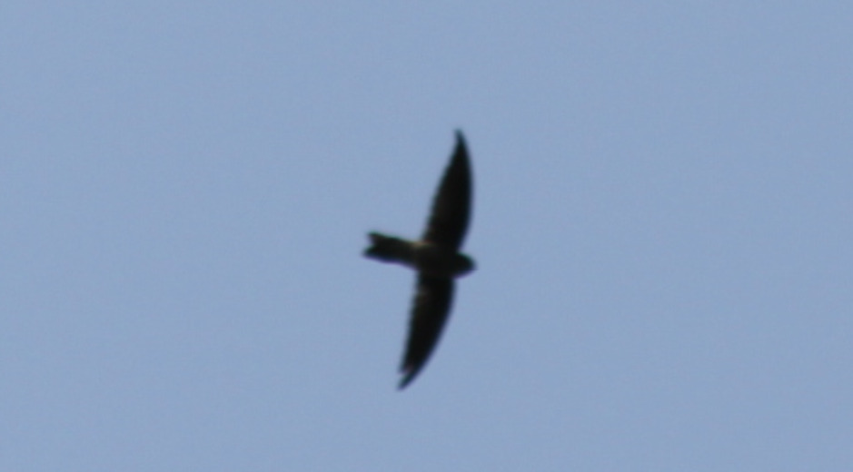 Edible-nest Swiftlet (Aerodramus fuciphagus), photo 2