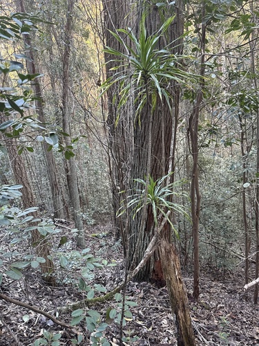 Dracaena fernaldii observed 2026-01-15