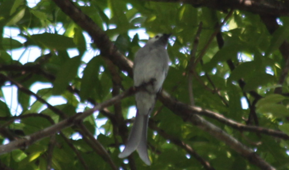 Ashy Drongo (Dicrurus leucophaeus), photo 9