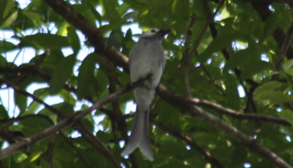 Ashy Drongo (Dicrurus leucophaeus), photo 8
