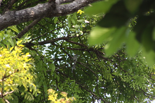 Ashy Drongo (Dicrurus leucophaeus), photo 10