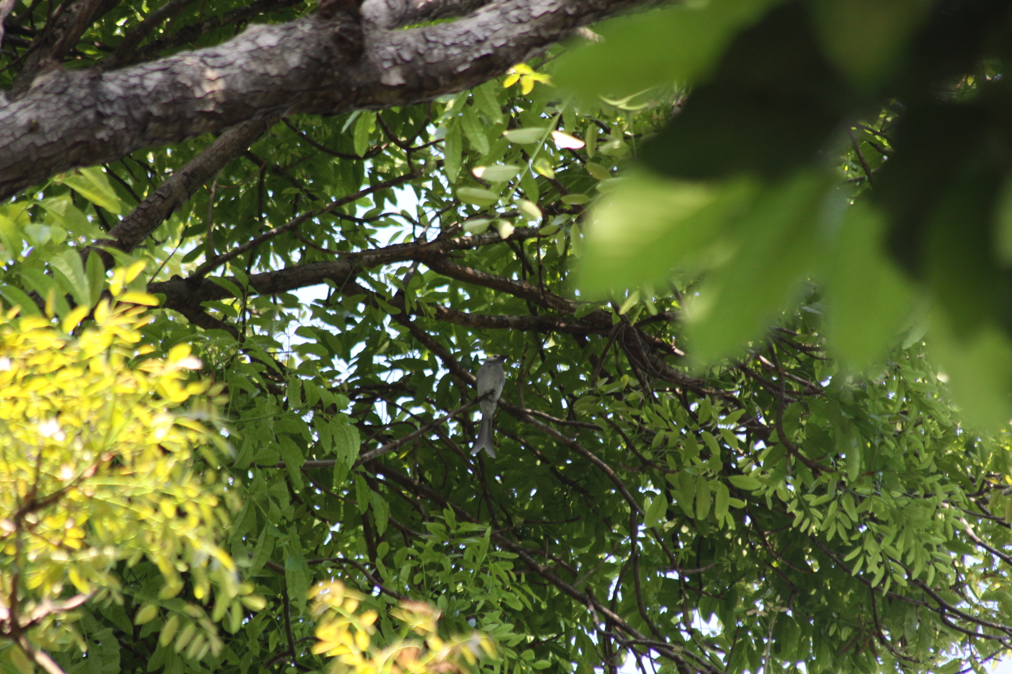Ashy Drongo (Dicrurus leucophaeus), photo 10