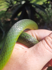 Philothamnus natalensis