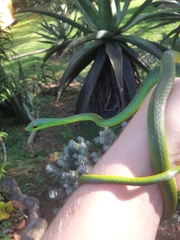 Philothamnus natalensis