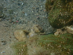 Cryptocentrus caeruleomaculatus