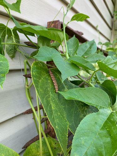 iNaturalist observation photo of Variegated Fritillary
