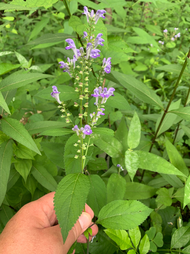 iNaturalist observation photo of Downy Skullcap