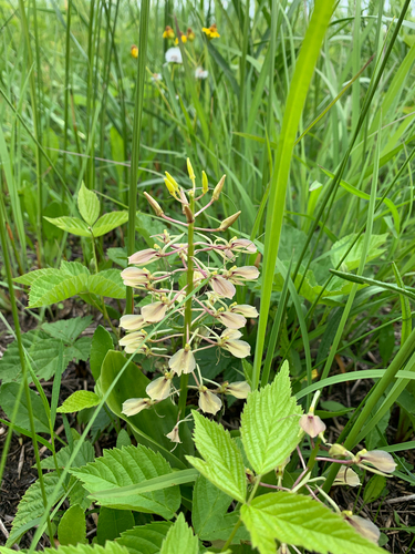 iNaturalist observation photo of large twayblade