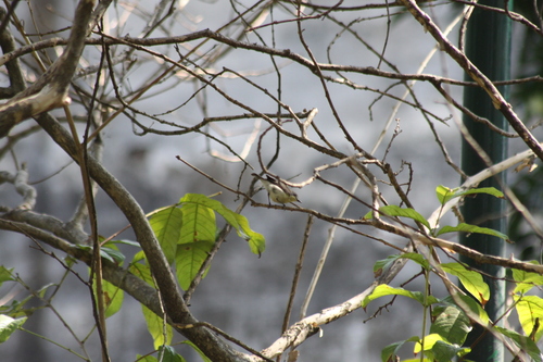 Golden-bellied Gerygone (Gerygone sulphurea), photo 9