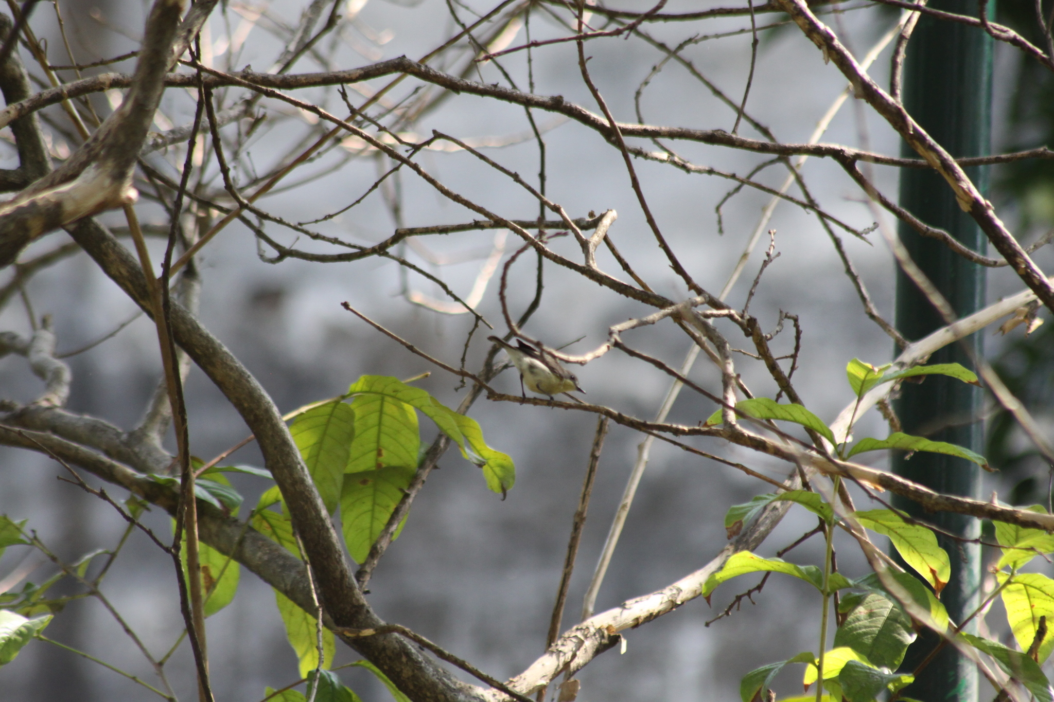 Golden-bellied Gerygone (Gerygone sulphurea), photo 4