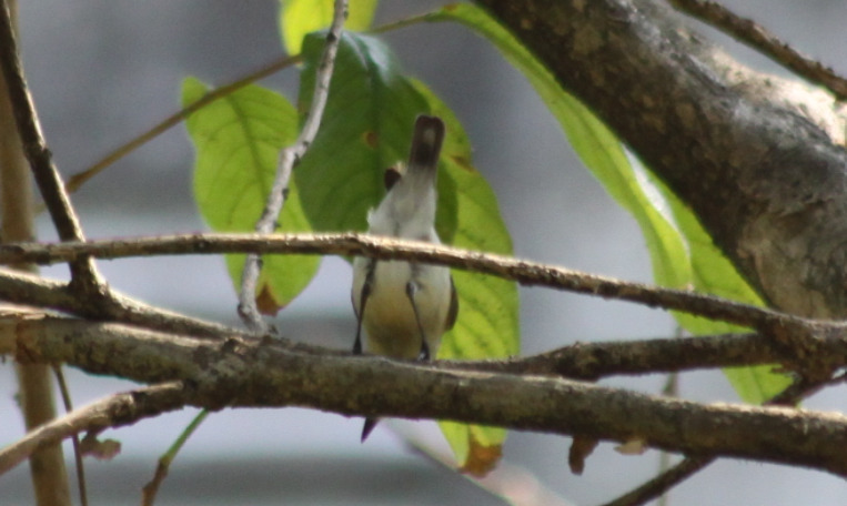 Golden-bellied Gerygone (Gerygone sulphurea), photo 3