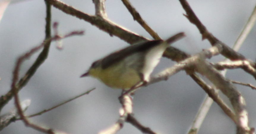 Golden-bellied Gerygone (Gerygone sulphurea), photo 2