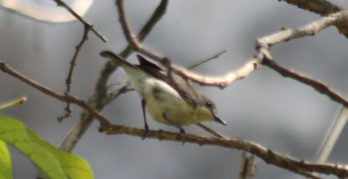 Golden-bellied Gerygone (Gerygone sulphurea)
