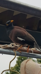 Acridotheres tristis