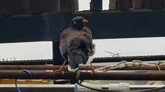 Acridotheres tristis